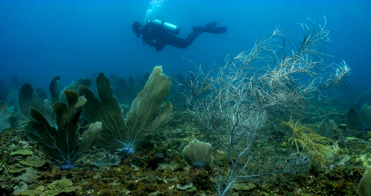 Basic Caribbean Coral Identification Part Ii Soft Corals • Scuba Diver Life 4394