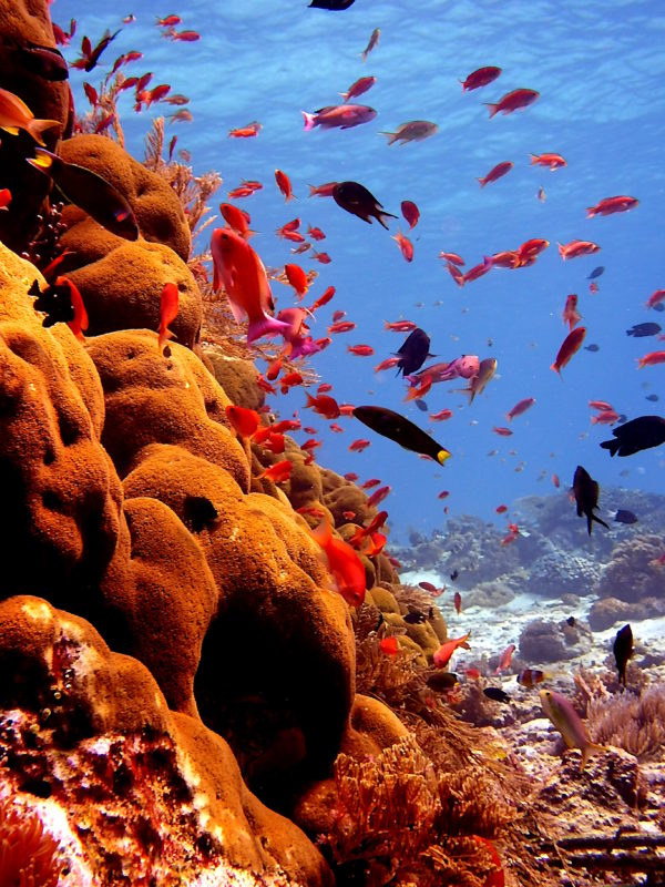Scuba Diving in Indonesia is a Dream Come True • Scuba Diver Life