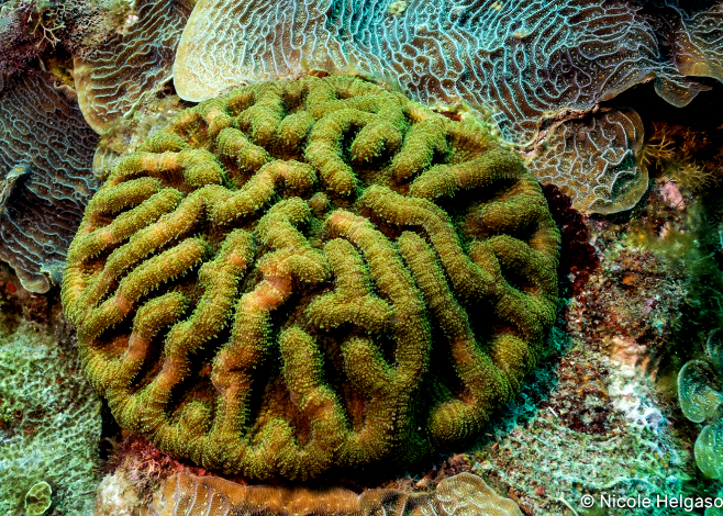 Photograph Corals