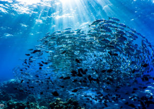 Coral Sea