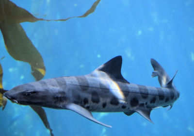 Leopard Shark swimming amongst Kelp Plants taken in the cold waters of the Pacific Ocean at the California Coast