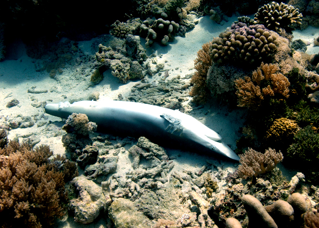 Ban on Shark Fins