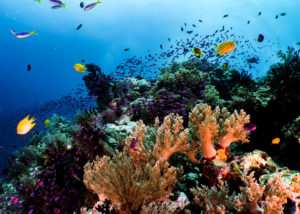 Great Barrier Reef