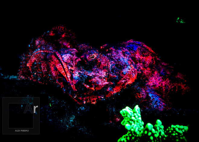 Sea Dragon Mini Fluoro light