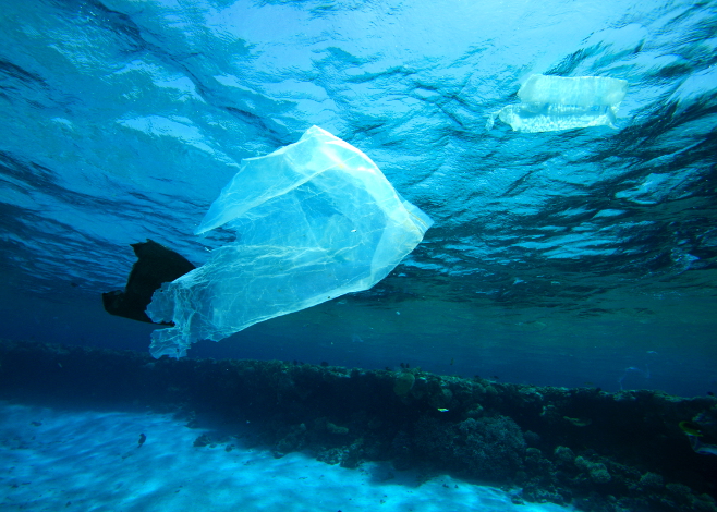 Plastic Bag Ban