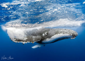 Humpback Whale Congregation
