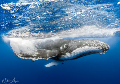 Humpback Whale Congregation