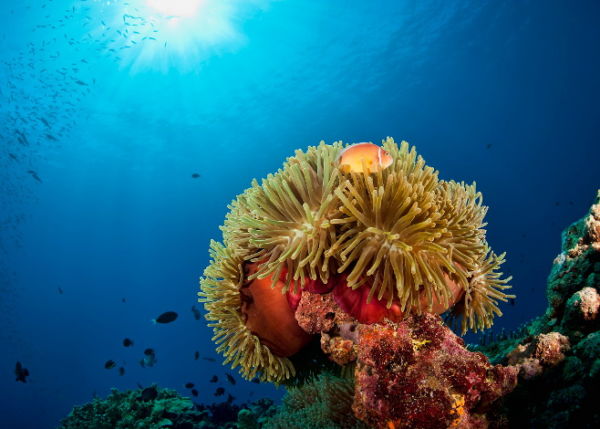 Kimbe Bay: The Coral Crucible of Papua New Guinea • Scuba Diver Life