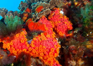 Name Your Own Coral Reef