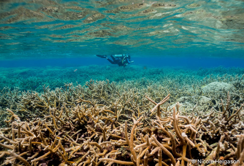 Identifying Acropora Corals In The Caribbean • Scuba Diver Life