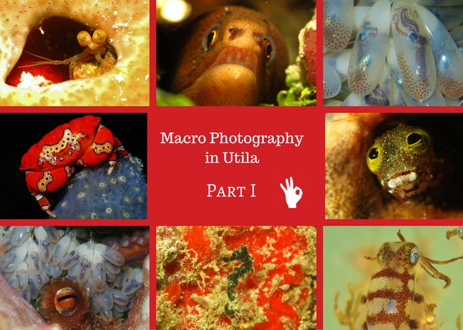 Macro Photography in Utila