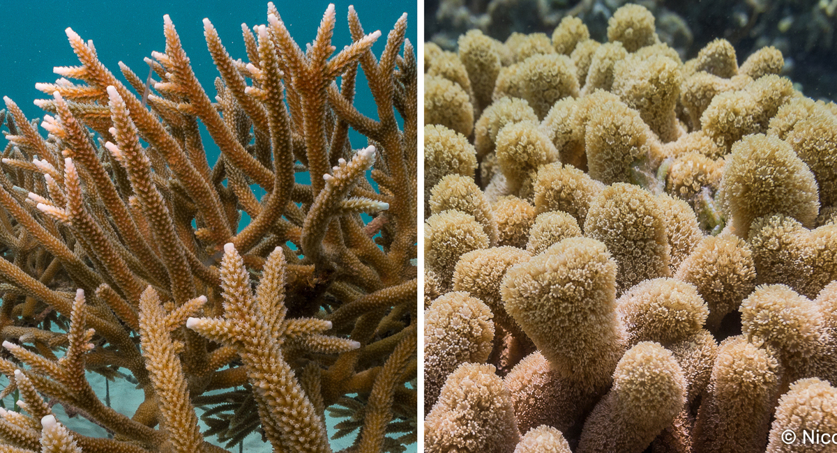 Identifying Acropora Corals in the Caribbean • Scuba Diver Life