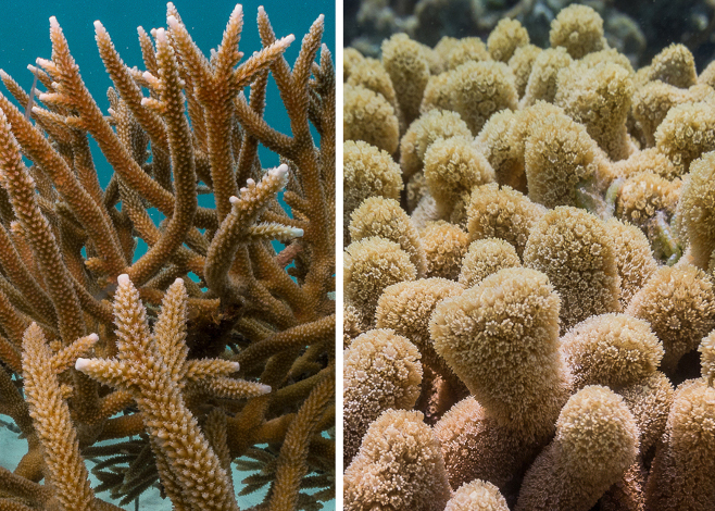 Identifying Acropora Corals in the Caribbean • Scuba Diver Life