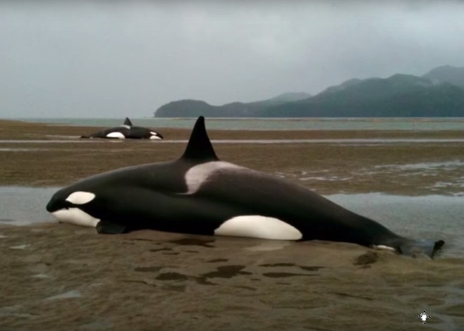 beached_orcas_featured
