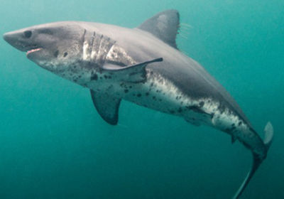 salmon_shark_featured2