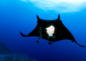 Largest Ocean Reserve in North America