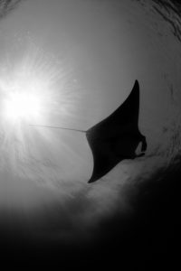 A manta named Gillie. Photo courtesy of Bethany Augliere.