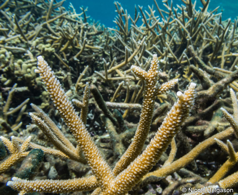 Identifying Acropora Corals in the Caribbean • Scuba Diver Life