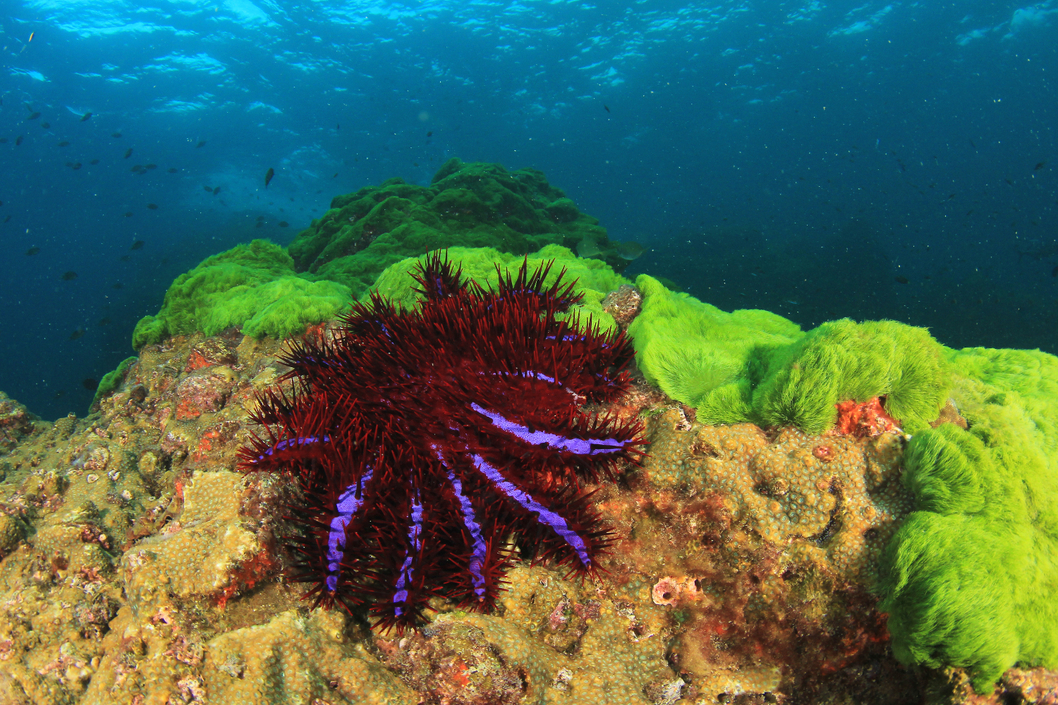 Crown Of Thorns Starfish Devastating Great Barrier Reef Scuba Diver Life   Bigstock Crown Of Thorns Starfish 168253019 