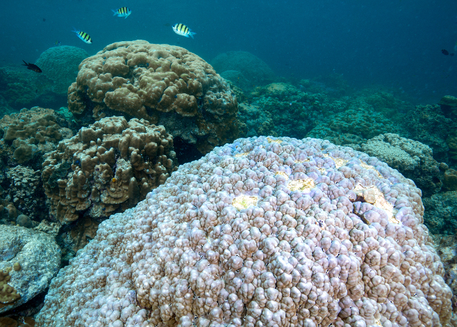 Coral Reefs are Bleaching