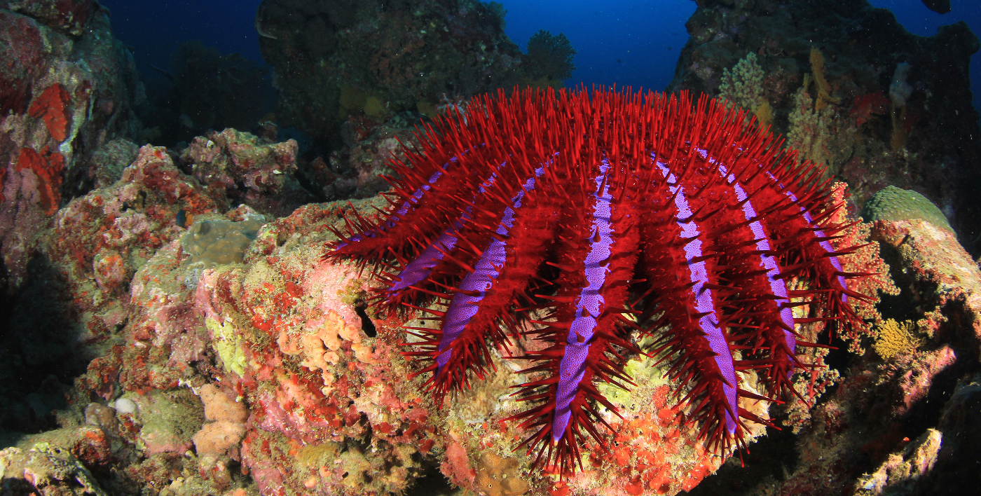 Crown Of Thorns Starfish Devastating Great Barrier Reef Scuba Diver Life   Crown Cover 