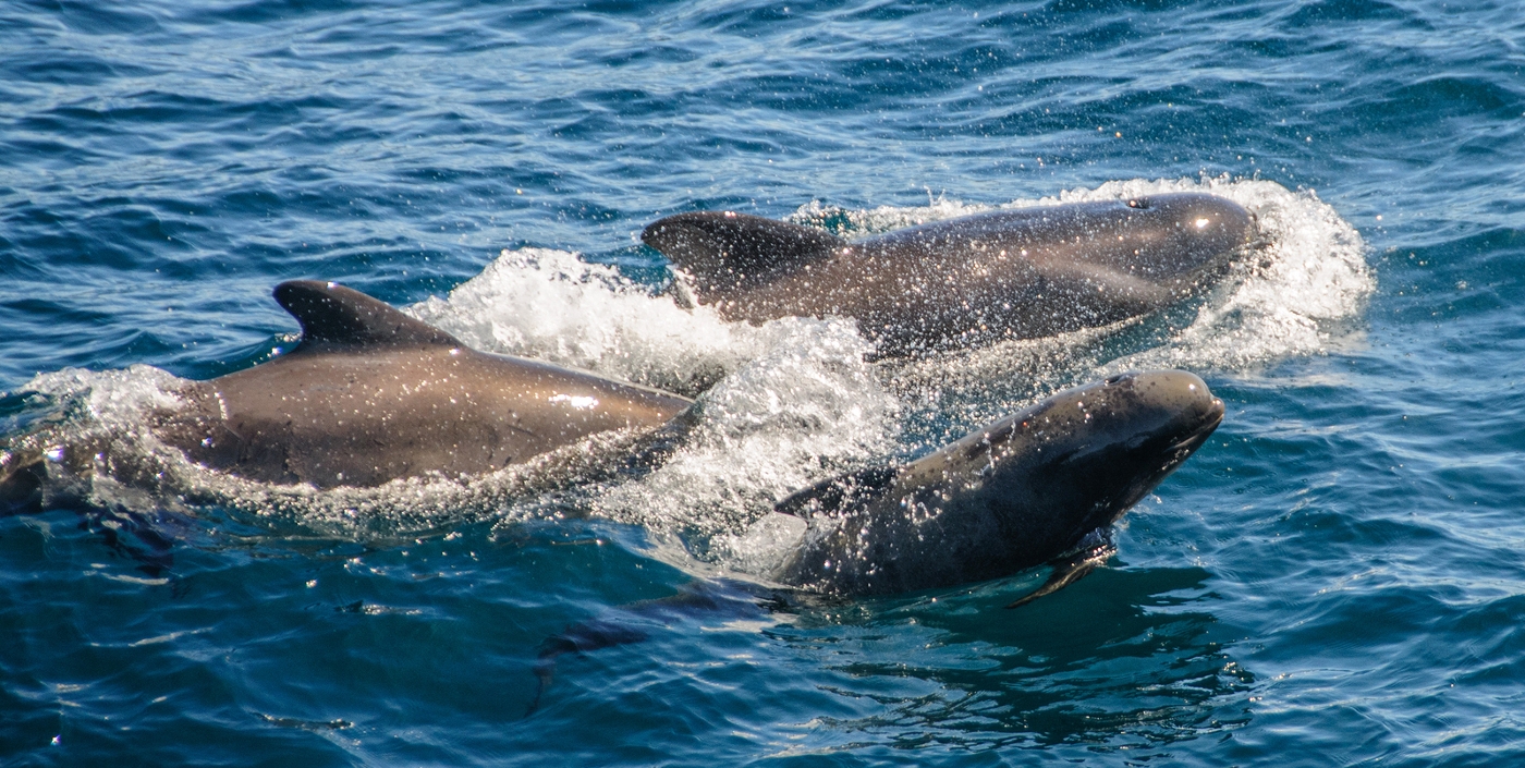 The Ocean’s Fastest Animals • Scuba Diver Life