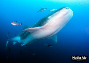 Best Dive Sites in the Galapagos Islands