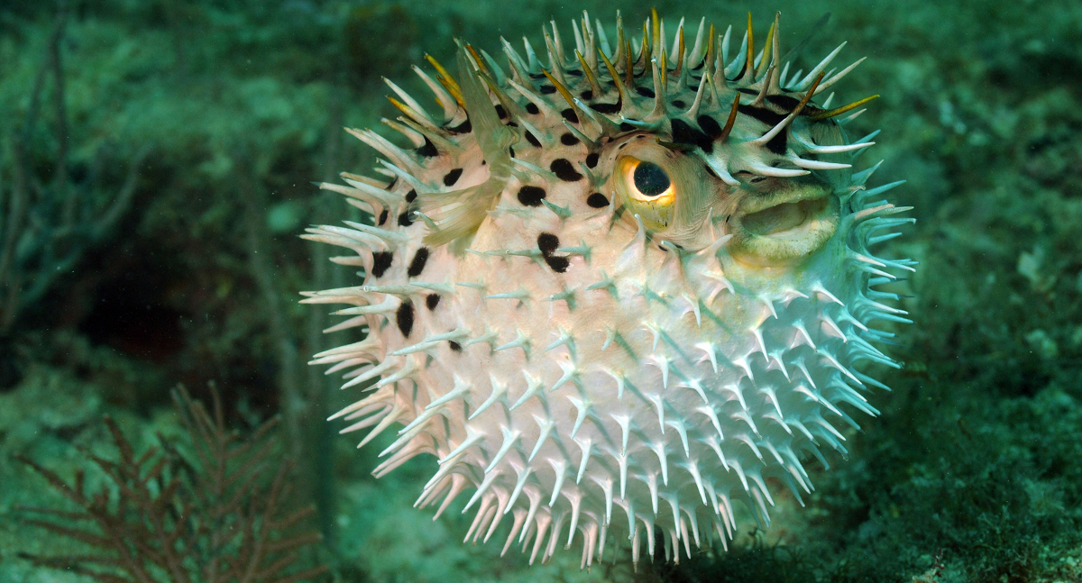 stop-puffing-pufferfish-scuba-diver-life