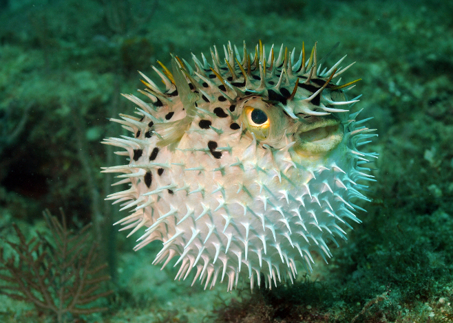 Giant Puffer Fish Puffed Up