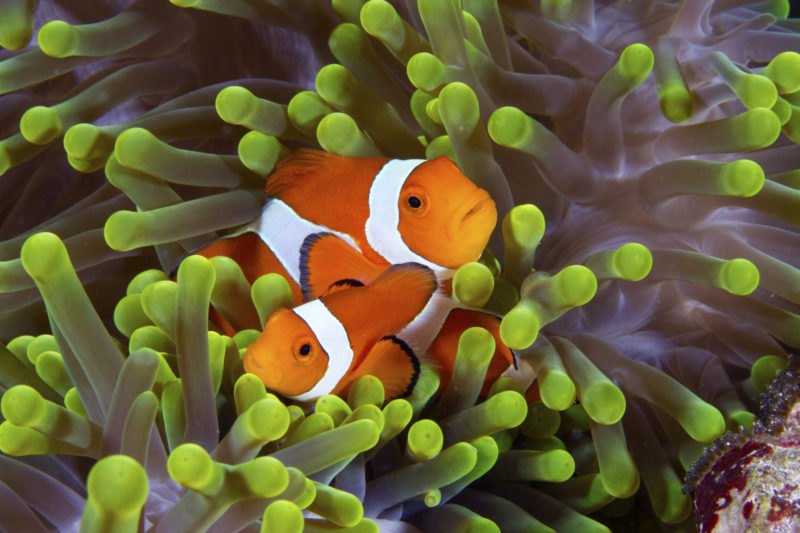 Wakatobi’s Perfect Pair: Clownfish and Anemones • Scuba Diver Life