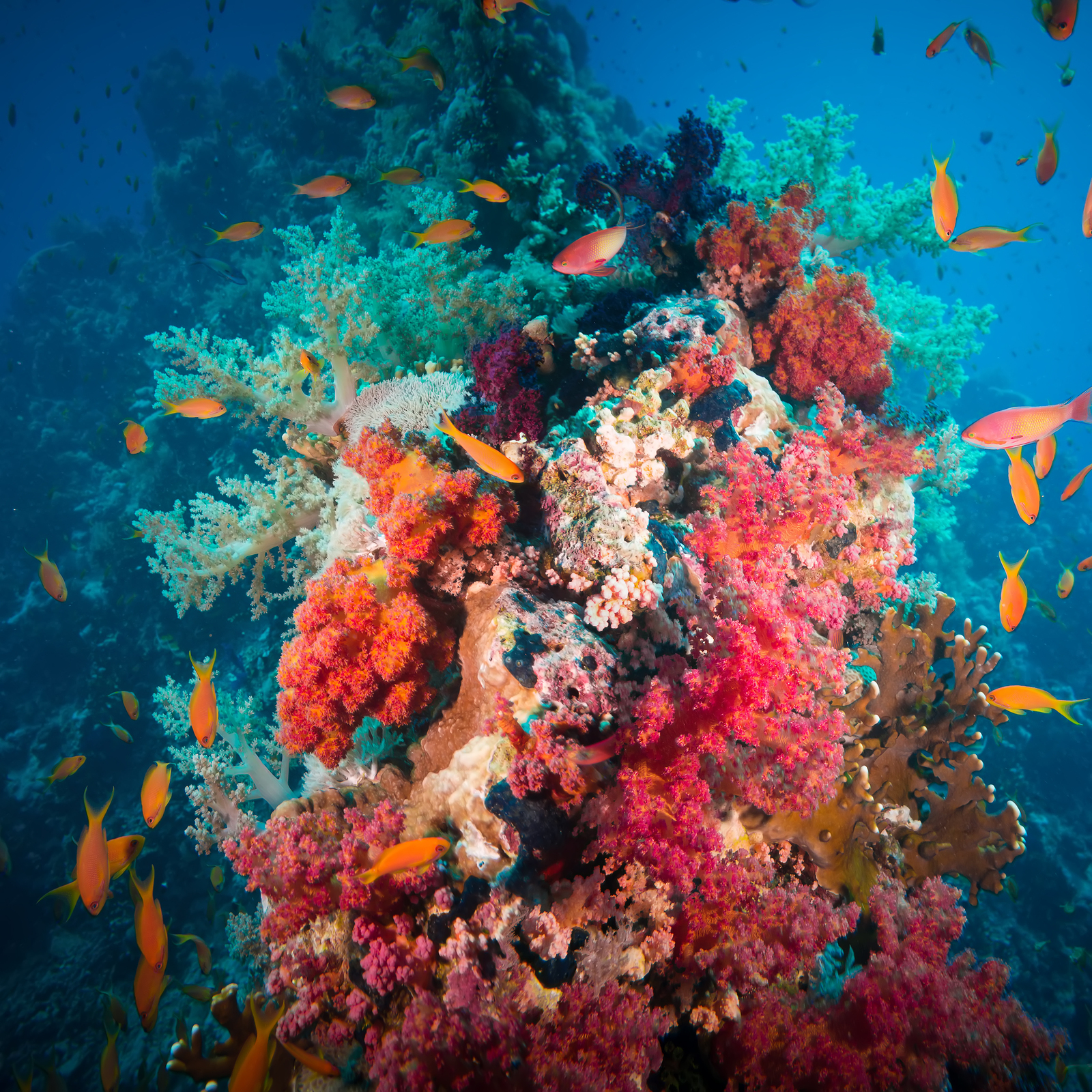 kombination forbruge Vice Best Scuba Diving in Sharm el Sheikh • Scuba Diver Life