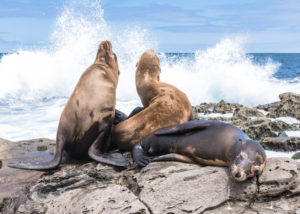 Scuba Diving in San Diego