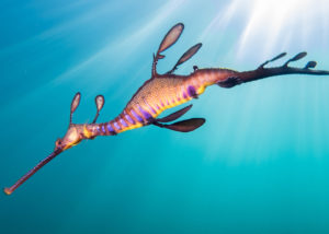 weedy seadragon