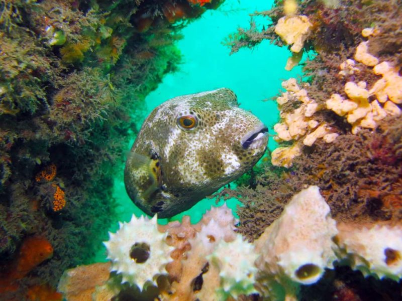 Muck Diving in Chowder Bay • Scuba Diver Life