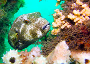 Muck Diving in Chowder Bay