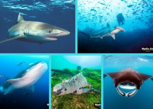 marine encounters in the Galapagos Islands