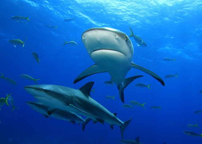 Samoa Creates Shark Sanctuary