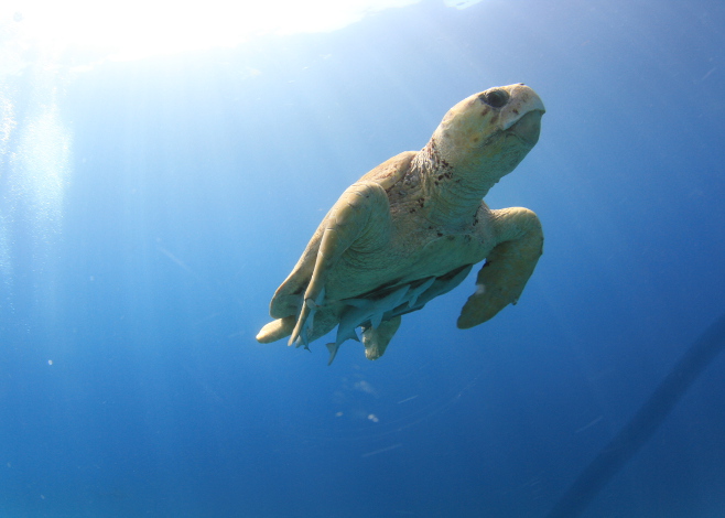 sea turtle populations