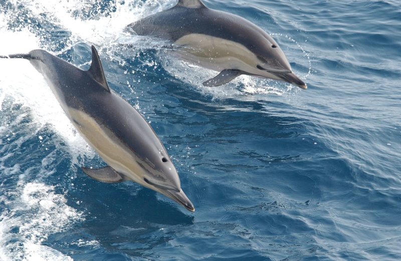 dolphin species