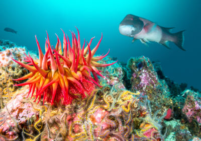 Scuba Dive in the United States