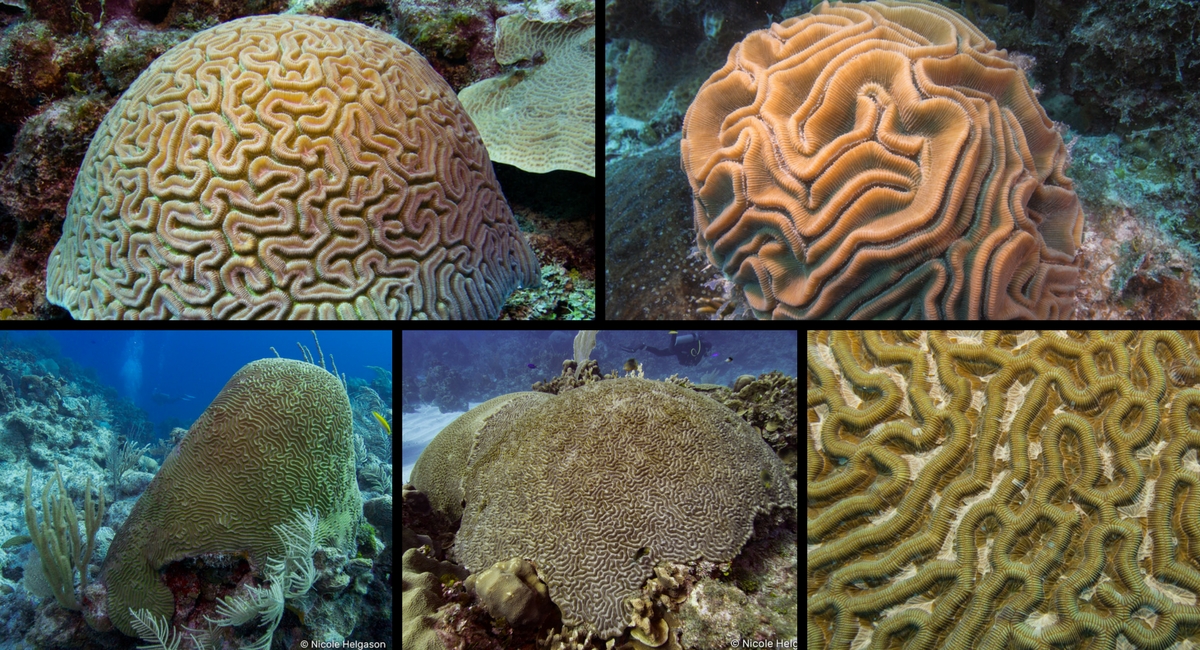 Caribbean Coral Identification: Brain Coral • Scuba Diver Life