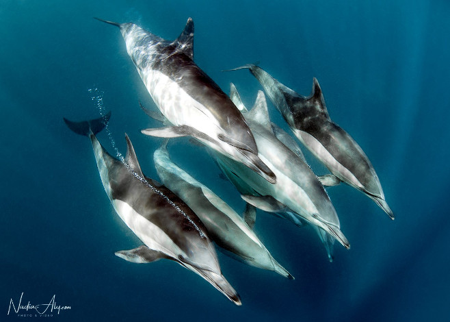 Common Dolphin Species