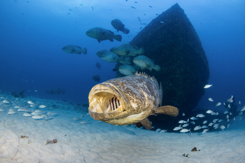 Diving the Goliath Grouper Aggregation in Florida • Scuba Diver Life