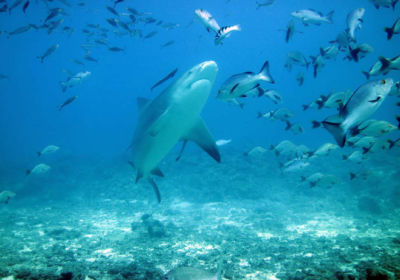 New Shark Dive in Fiji