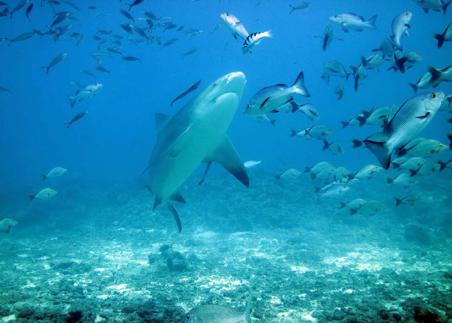 New Shark Dive in Fiji