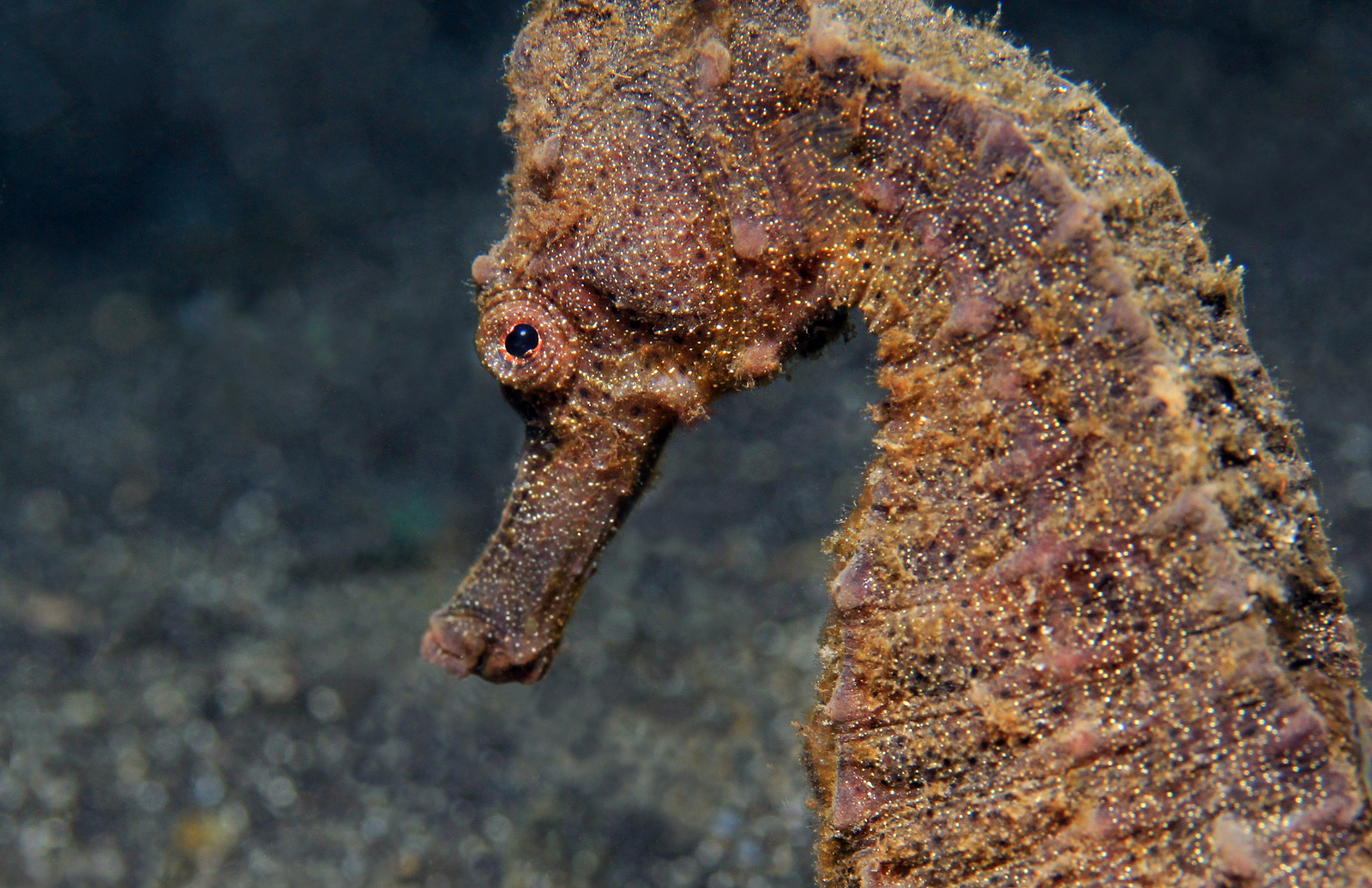 Seahorse Wallpapers Images Photos Pictures Backgrounds