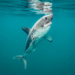 Salmon Shark by Ron Watkins