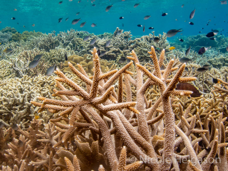 Bob A Gove Blog Introduction To Branching Corals Of The Indo Pacific