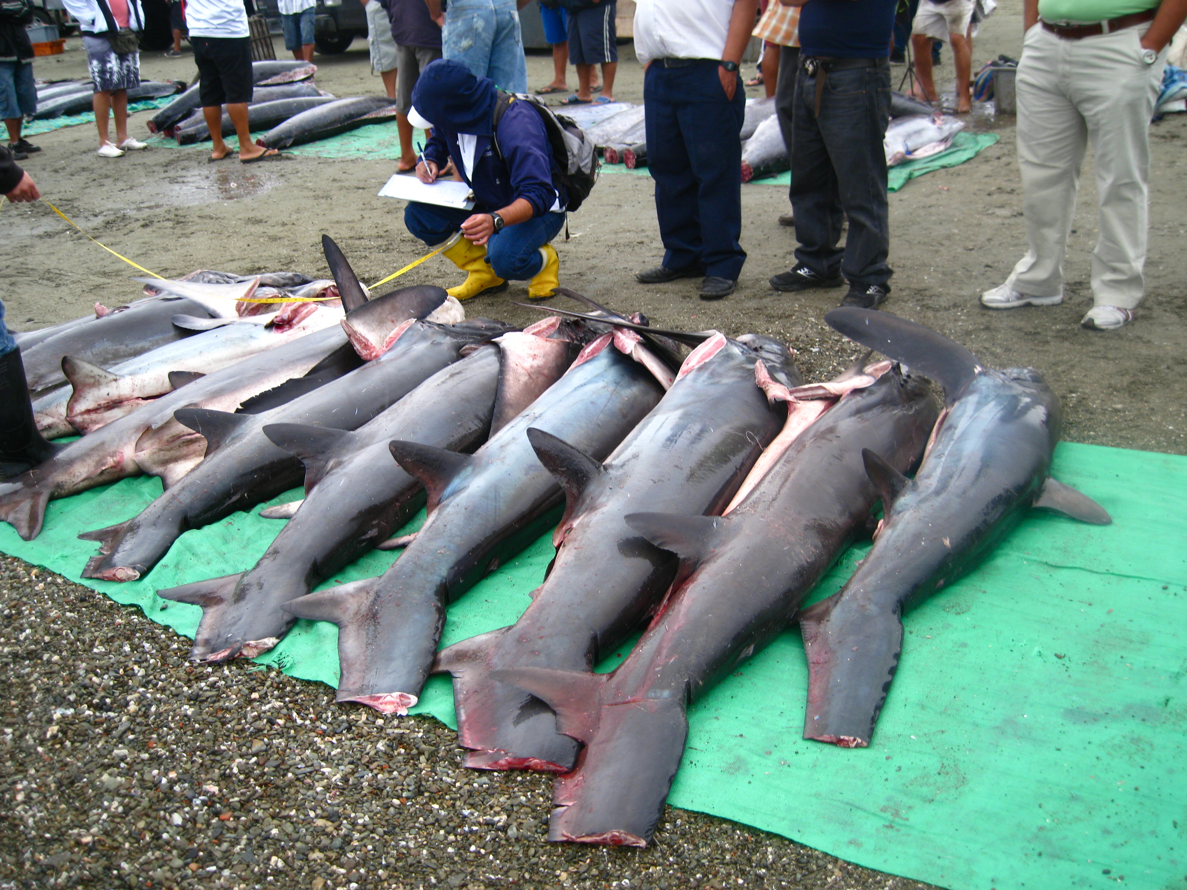 Federal bill that could eliminate shark fin sales puts pressure on N.C.  shark fishermen