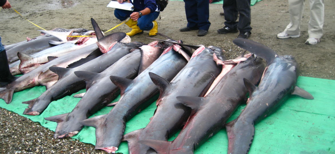 shark fin trade